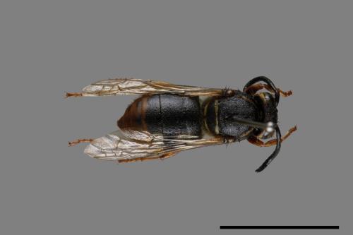 Vespula flaviceps[細黃胡蜂][00073164]