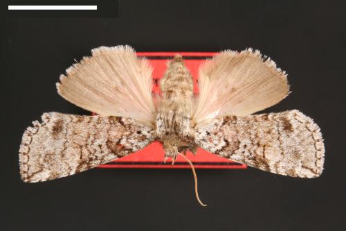 Epipsestis dubia chengshinglini[非平波紋蛾][00088181]