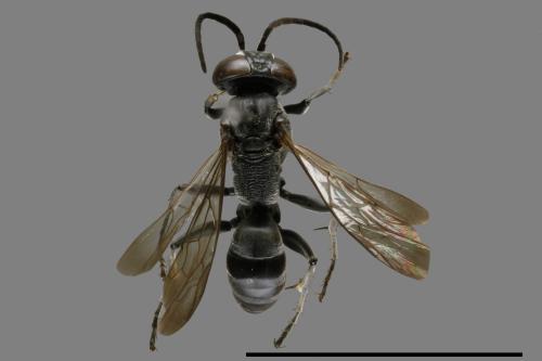 <已分類>Family：Sphecidae[細腰蜂科][00093580]