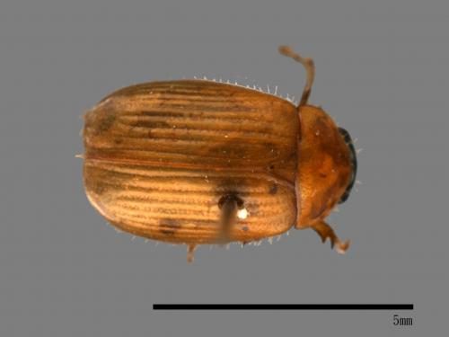<已分類>Family：Scarabaeidae[金龜子科][00084141]