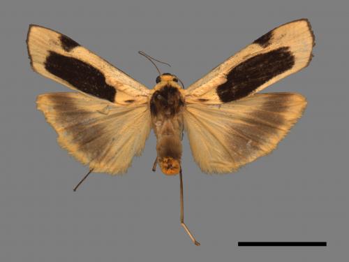 Thysanoptyx incurvata[長斑土苔蛾][00058703]