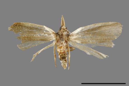 <已分類>Family：Crambidae[草螟科][00065398]