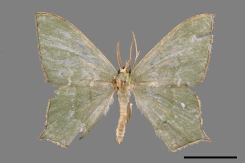 <已分類>Genus：Maxates[00044901]
