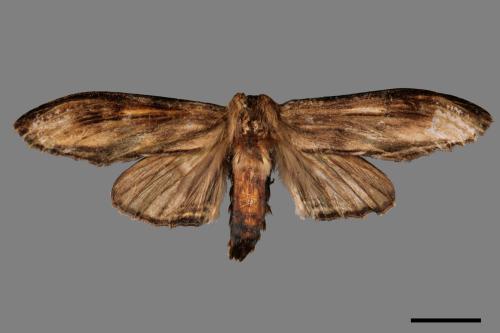 Rachia lineata[線峭舟蛾][00015793]