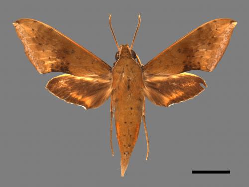 Rhagastis castor formosana[臺灣白肩天蛾][00017739]