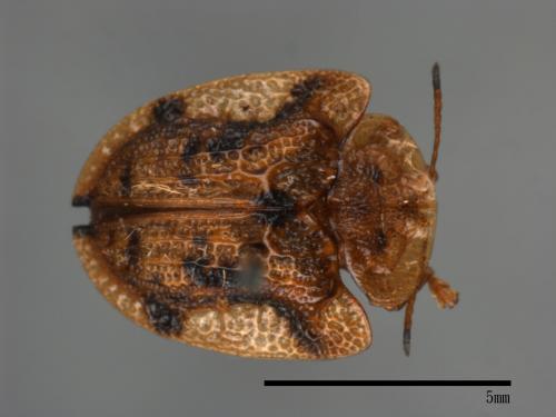 <已分類>Family：Chrysomelidae[金花蟲科][00080114]