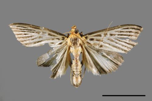 Tyspanodes hypsalis[00065030]