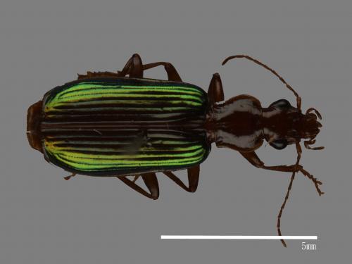 <已分類>Family：Carabidae[步行蟲科][00081970]