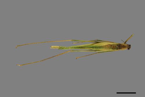 <已分類>Order：Orthoptera[直翅目][00043364]