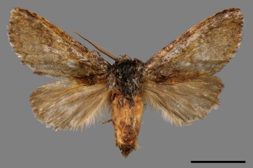 Pseudofentonia nigrofasciata[00015713]