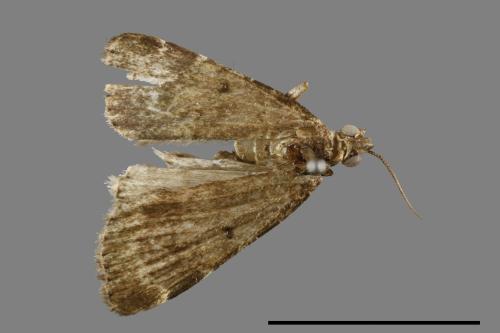 <已分類>Family：Noctuidae[夜蛾科][00010757]