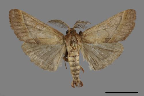 <已分類>Family：Pyralidae[螟蛾科][00069978]