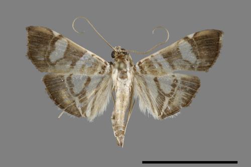 <已分類>Family：Crambidae[草螟科][00100710]