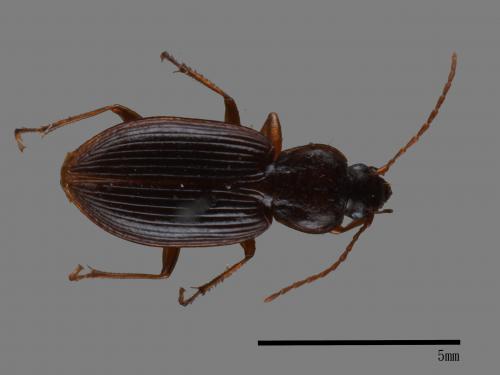 <已分類>Family：Carabidae[步行蟲科][00081984]