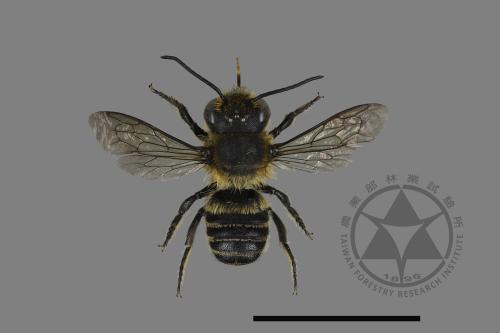 <已分類>Genus：Megachile[切葉蜂屬][00198404]