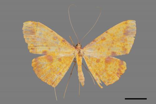 Eumelea ludovicata[雌黃粉尺蛾][00023534]