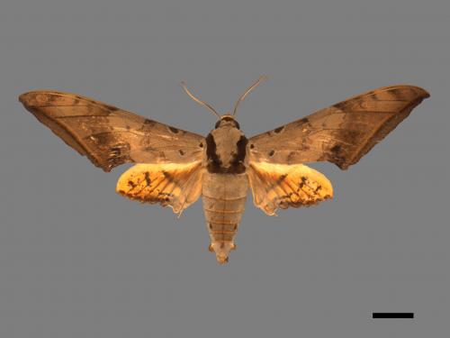 Ambulyx sericeipennis[臺灣鷹翅天蛾][00017444]