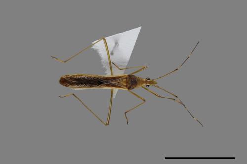 Leptocorisa acuta[禾蛛緣蝽][00090445]