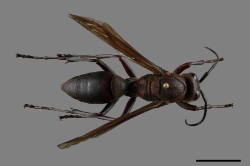 Polistes tenebricosus[赭褐長腳蜂][00117548]