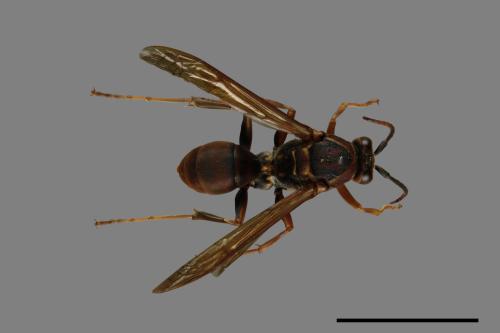 Polistes huisunensis[00094623]