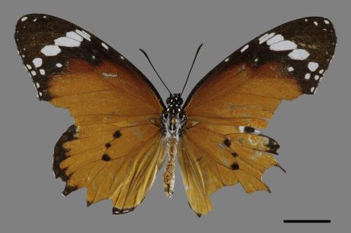 Danaus chrysippus[樺斑蝶][00093830]