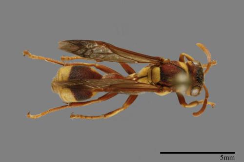 Ropalidia fasciata[00094659]