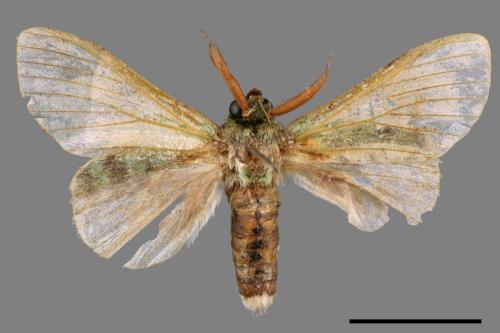 Stauropus takamukuana[綠蟻舟蛾][00045714]
