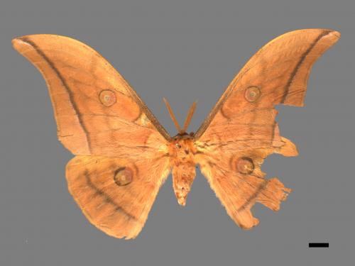 Antheraea yamamai superba[大透目天蠶蛾][00016137]