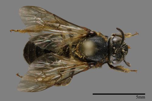 <已分類>Family：Halictidae[隧蜂科][00093499]