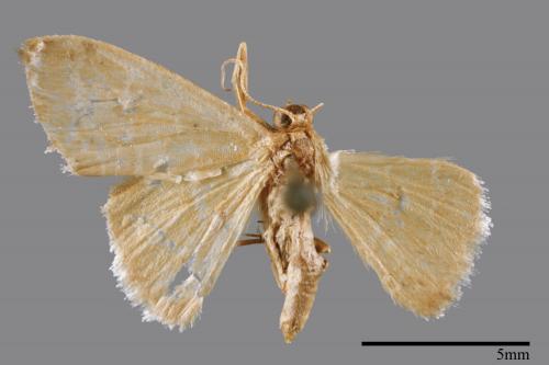 <已分類>Family：Noctuidae[夜蛾科][00008411]