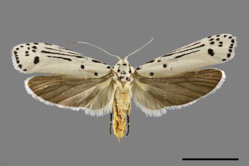 Ethmia lineatonotella[點帶織葉蛾][00061443]