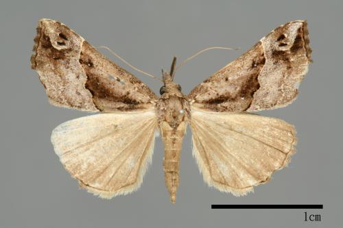 Hypena gonospilalis[00009947]