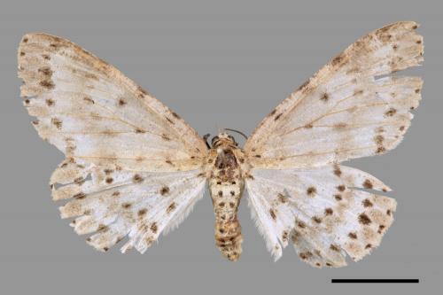 Percnia suffusa[煙胡麻斑星尺蛾][00045802]