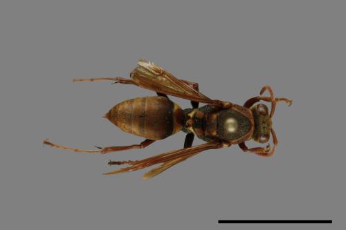 Polistes takasagonus[雙斑長腳蜂][00072720]