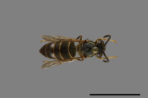 Vespula flaviceps[細黃胡蜂][00072972]