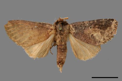 Neodrymonia seriatopunctata[黃肩舟蛾][00059265]