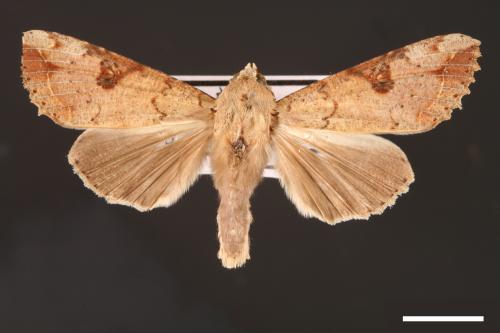 Tiracola plagiata[掌夜蛾][00001206]