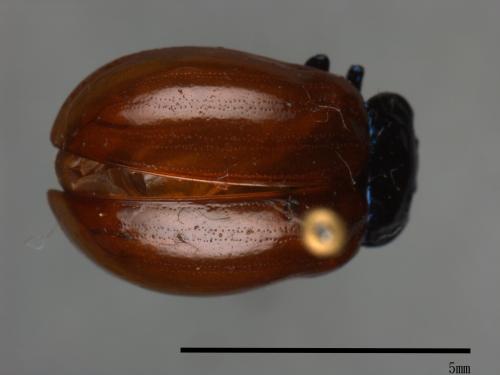 <已分類>Family：Chrysomelidae[金花蟲科][00088833]