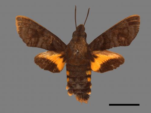 Macroglossum neotroglodytus[灰紋長喙天蛾][00016916]