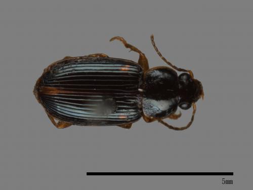 <已分類>Family：Carabidae[步行蟲科][00054302]