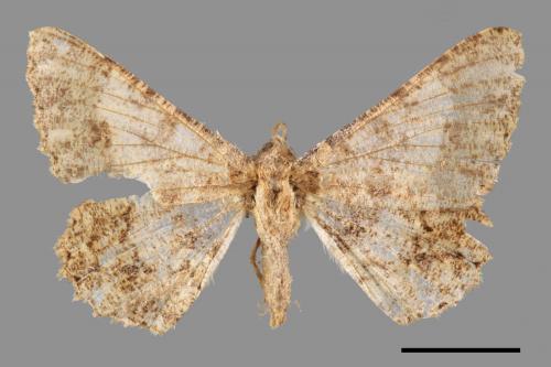 Racotis boarmiaria[皺紋尺蛾][00051806]