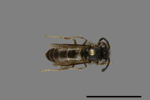 Vespula flaviceps[細黃胡蜂][00072962]