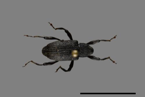 <已分類>Family：Curculionidae[象鼻蟲科][00084822]