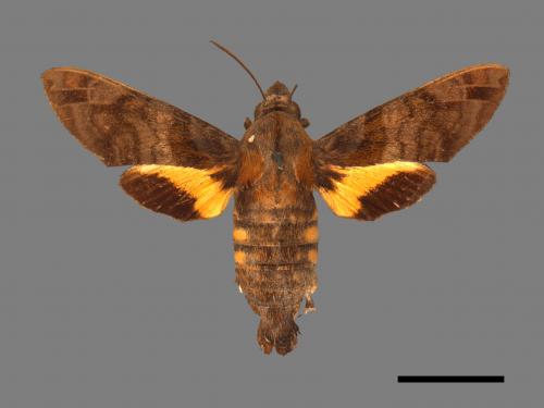 Macroglossum pyrrhosticta[黃斑長喙天蛾][00016544]