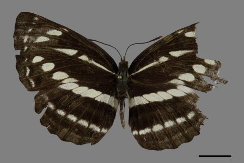 Neptis nata lutatia[臺灣三線蝶][00101539]