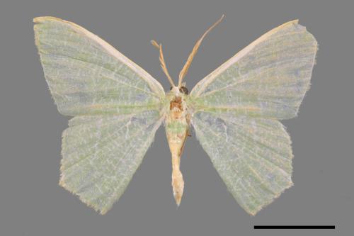 Thalassodes immisarius opalinus[粗脛翠尺蛾][00026825]