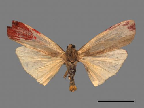 Agylla divisa[梯雙分華苔蛾][00052769]
