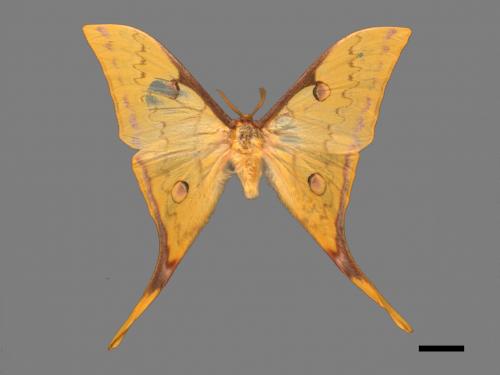 Actias heterogyna subaurea[台灣長尾水青蛾][00016375]