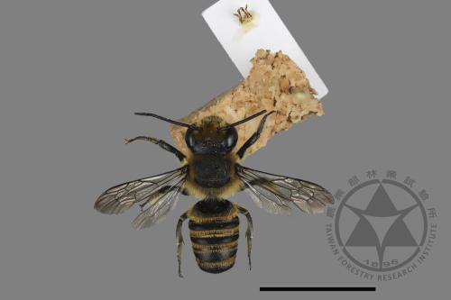 <已分類>Genus：Megachile[切葉蜂屬][00197490]