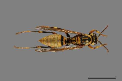 Polistes rothneyi[黃長腳蜂][00073603]